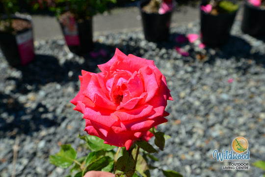 Cinnamon Dolce - Star Roses and Plants