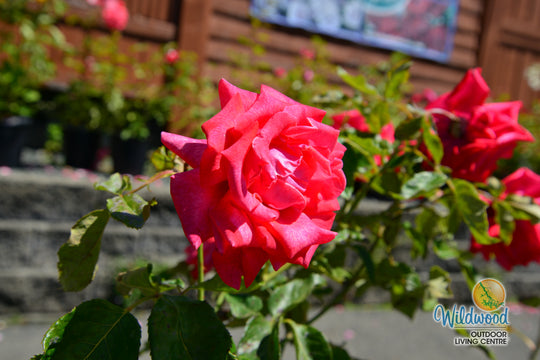 Cinnamon Dolce - Star Roses and Plants