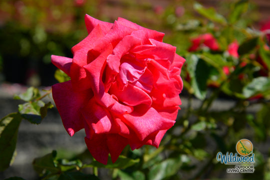 Cinnamon Dolce - Star Roses and Plants