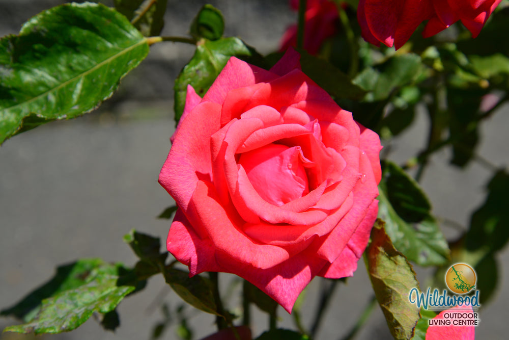 Cinnamon Dolce - Star Roses and Plants