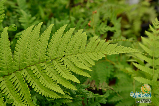 Cinnamon Fern - Osmunda cinnamomea, 1 Pack