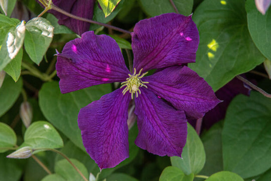 Clematis Etoile Violette