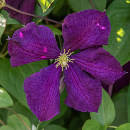 Clematis Etoile Violette