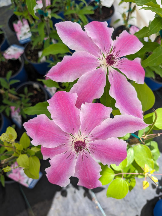 Clematis Vancouver Mystic Gem