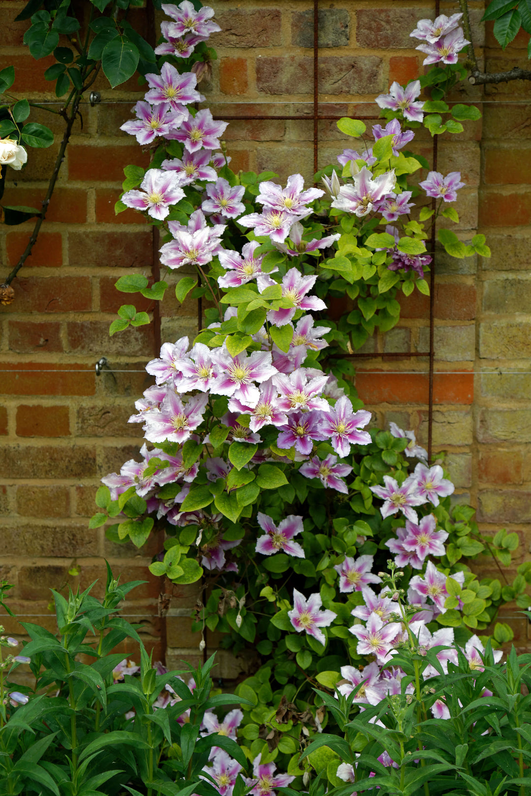 Clematis Bees Jubilee