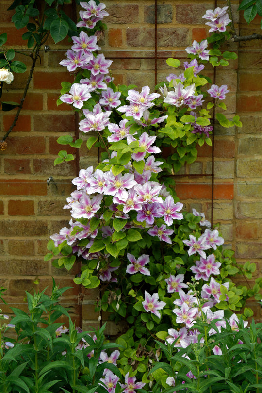 Clematis Bees Jubilee