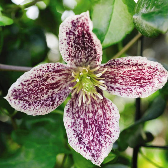 Clematis Cirrhosa Freckles