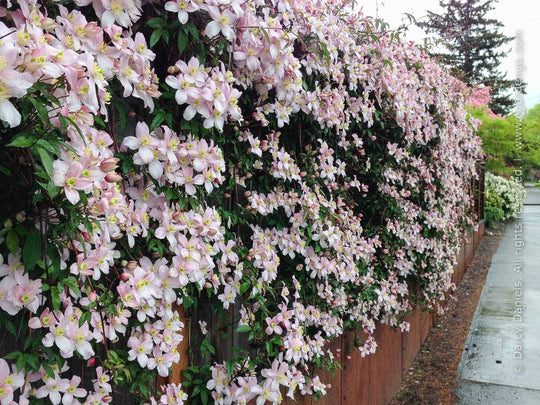 Clematis Montana Pink Perfection