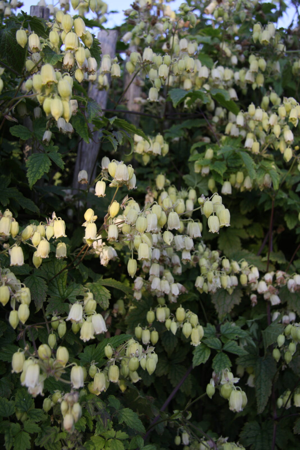 Clematis Rehderiana