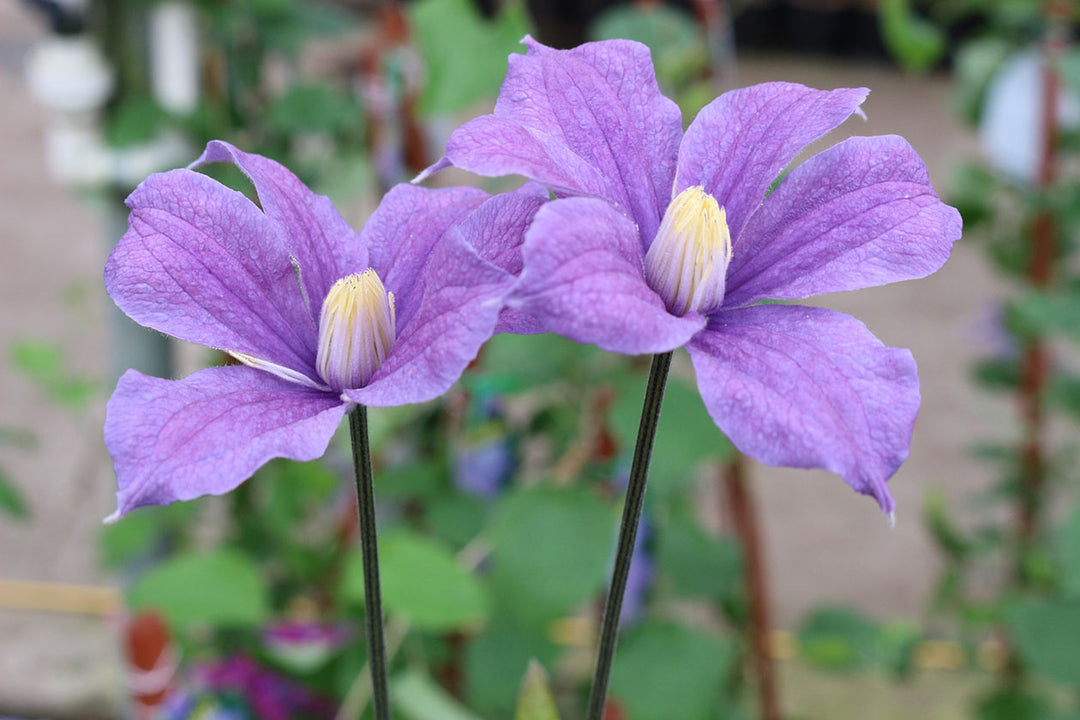 Clematis Arabella