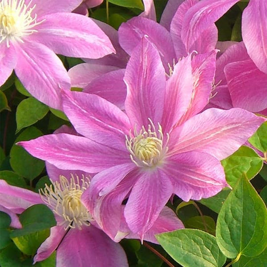 Clematis C.W. Dowman