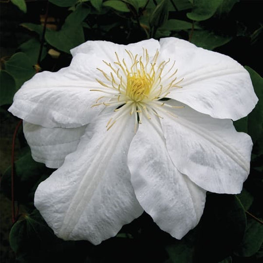 Clematis Candida