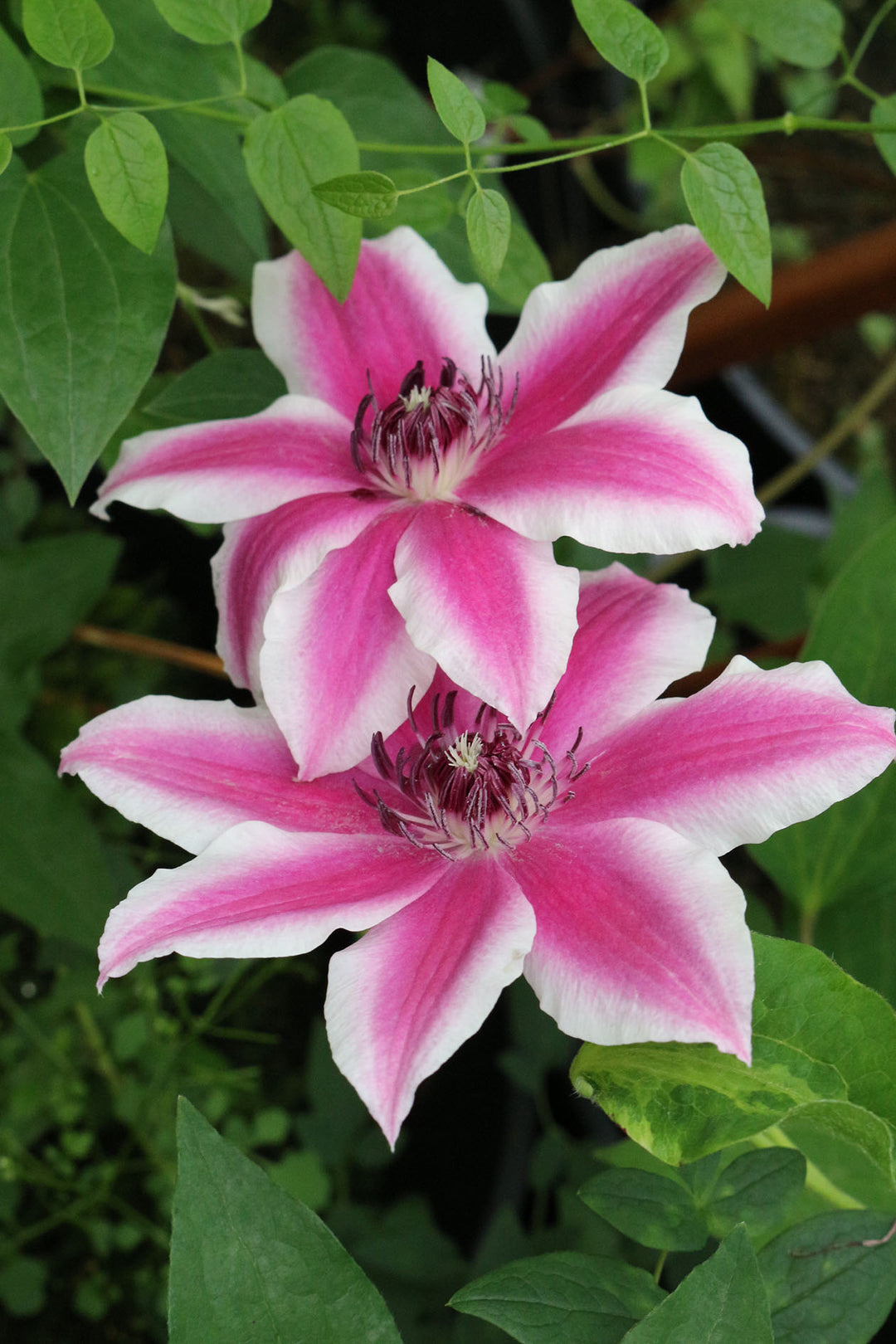 Clematis Carnaby