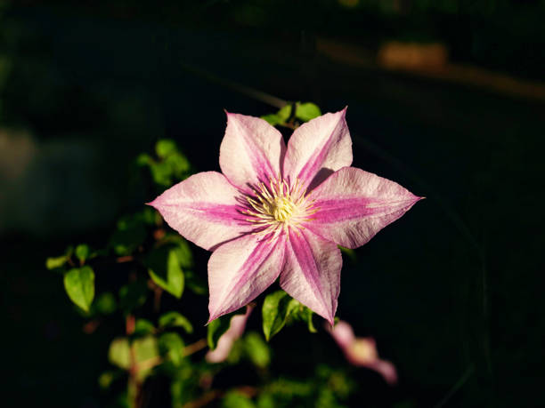 Clematis Caroline