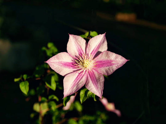 Clematis Caroline
