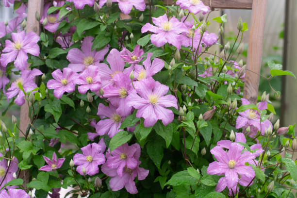 Clematis Comtesse De Bouchard