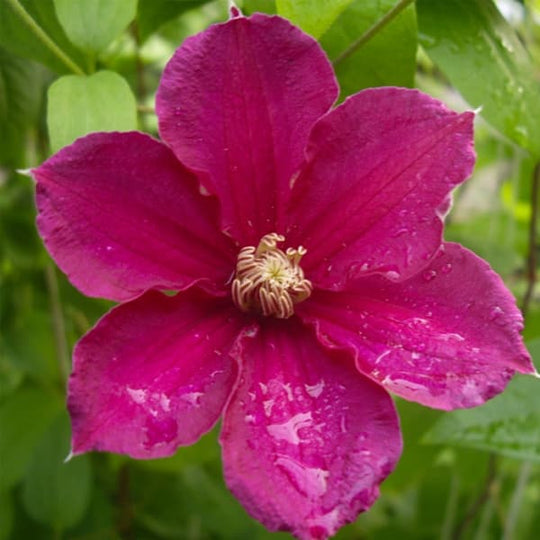 Clematis Earnest Markham