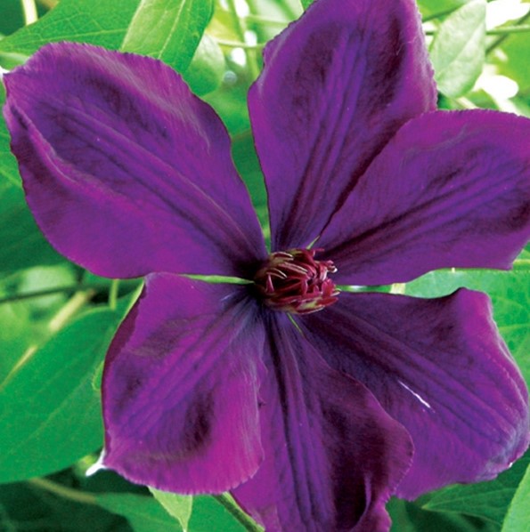 Clematis Gypsy Queen