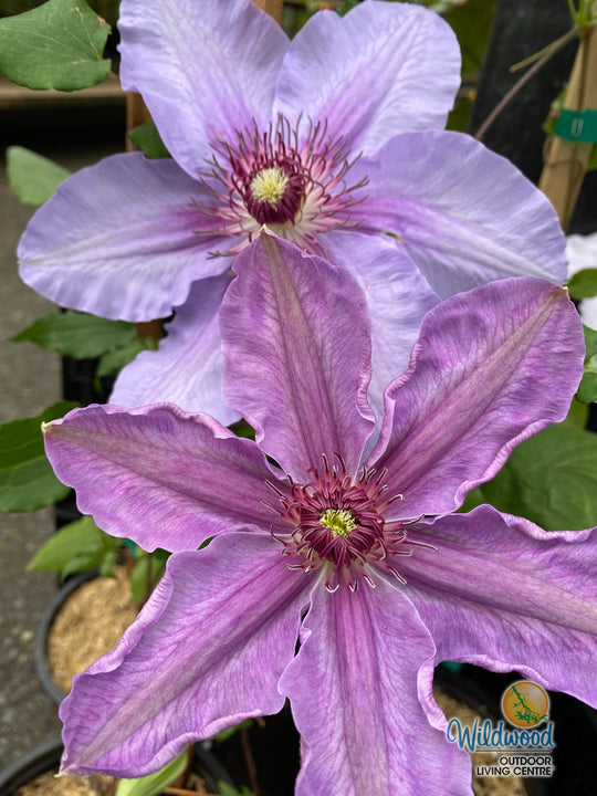 Clematis Horn of Plenty