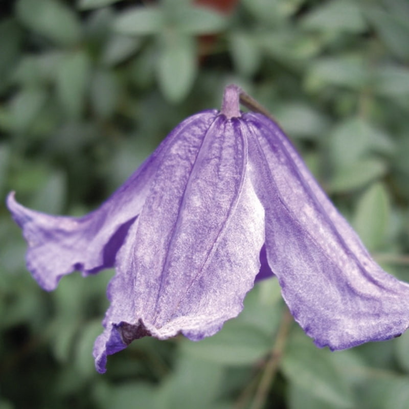 Clematis Integrifolia Blue Boy