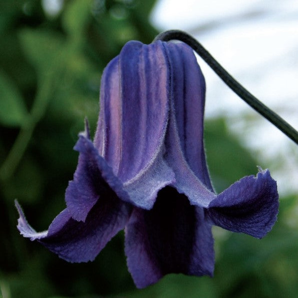 Clematis Integrifolia Fascination