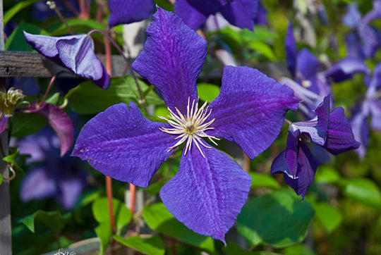 Clematis Jackmanii