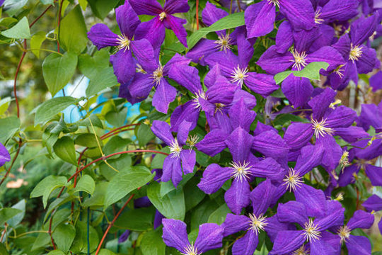 Clematis Jackmanii