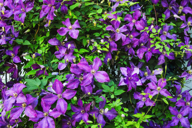 Clematis Jackmanii