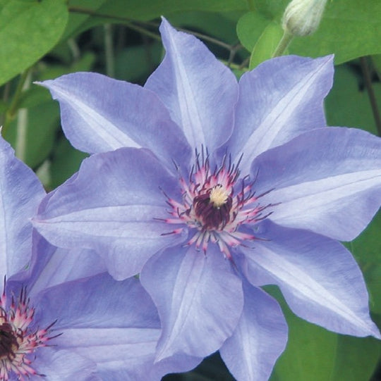 Clematis Konigekind