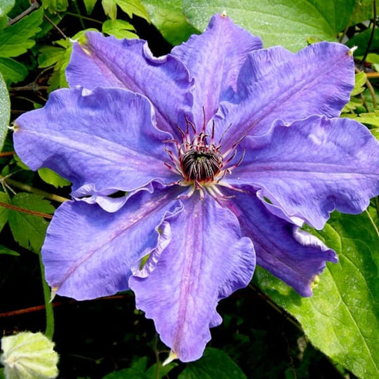 Clematis Lord Neville