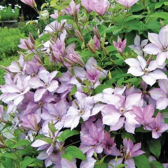 Clematis Margaret Hunt