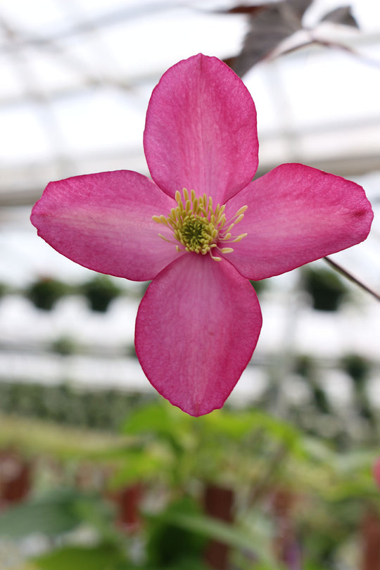 Clematis Montana Freda