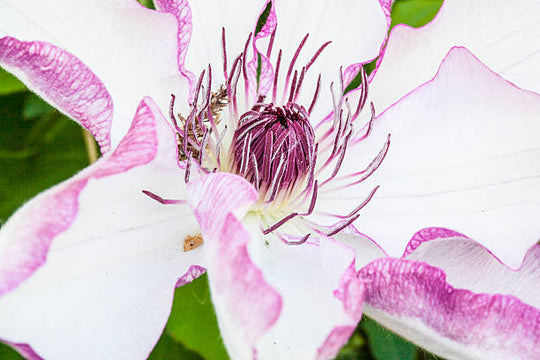 Clematis Omoshiro