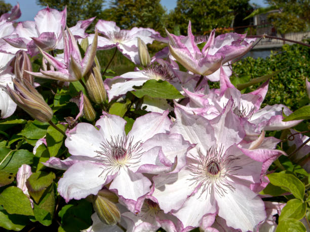 Clematis Omoshiro