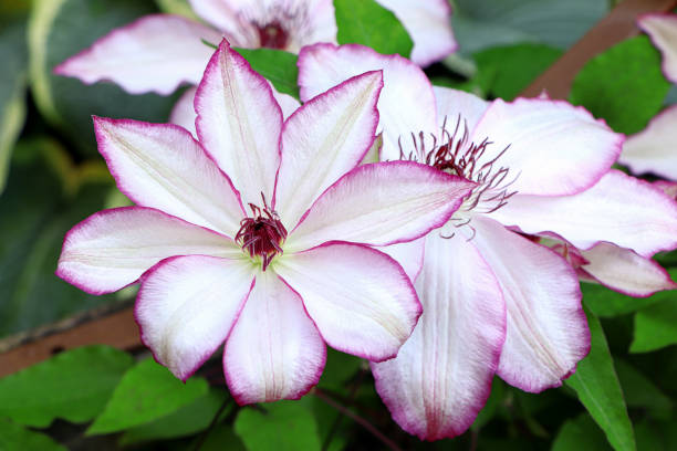 Clematis Omoshiro