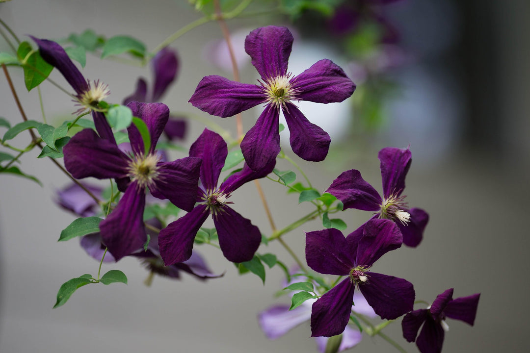 Clematis Viticella Negritjanka