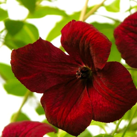 Clematis Viticella Rubra  Wildwood Outdoor Living