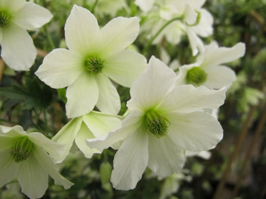 Clematis Early Sensation