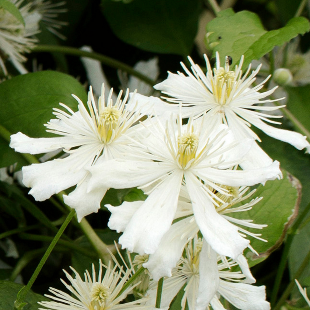 Clematis_Paul_Farges_0015784_2