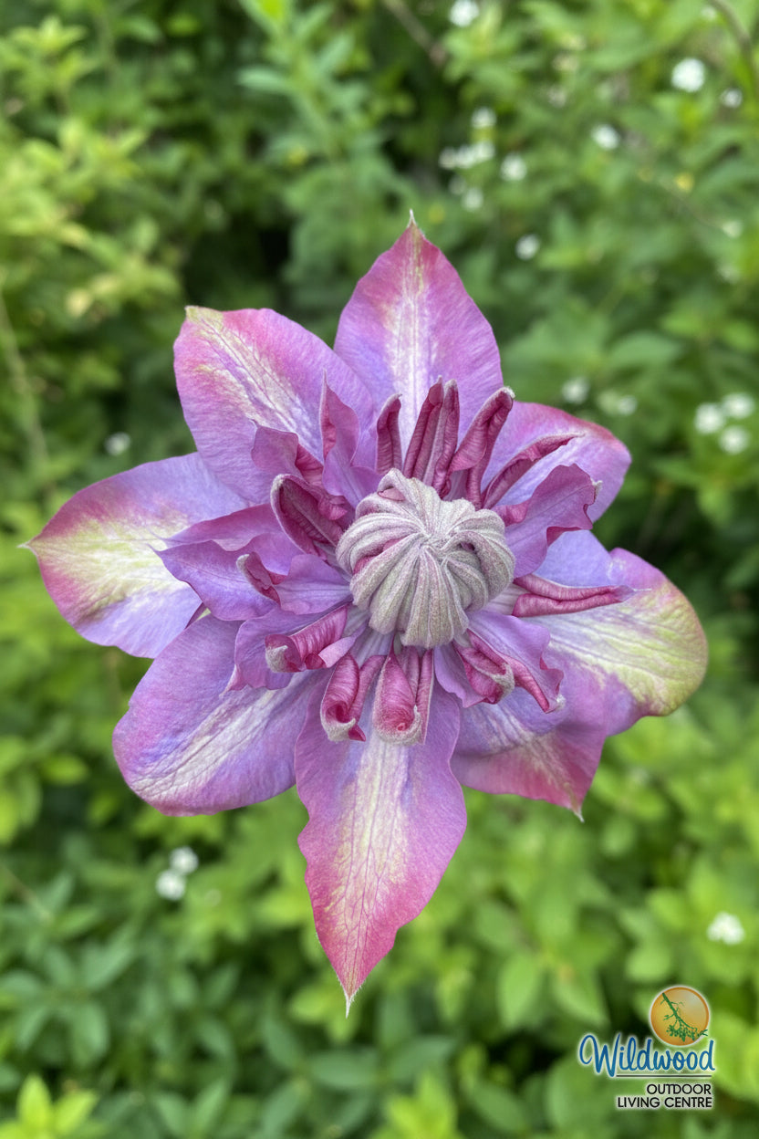 Clematis Pillu