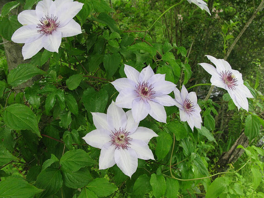Clematis The First Lady