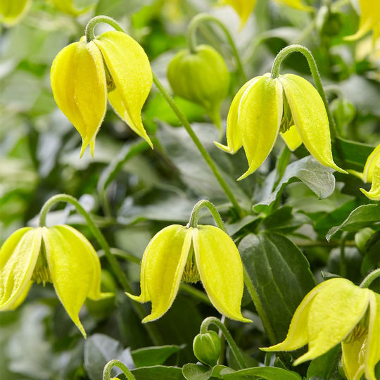 Clematis Little Lemons