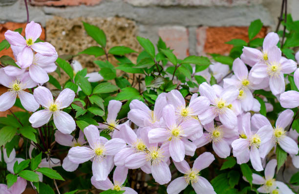 Clematis Montana Elizabeth