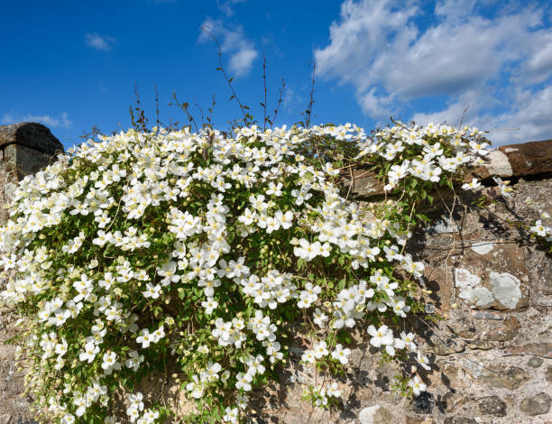 Clematis Montana Grandiflora