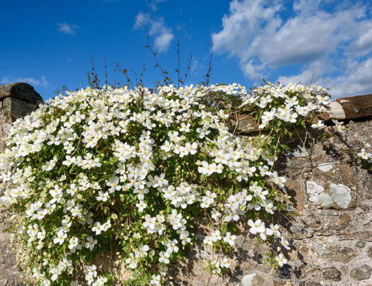 Clematis Montana Grandiflora