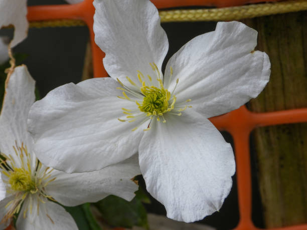 Clematis Montana Grandiflora