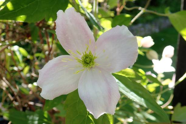 Clematis Montana Rubens