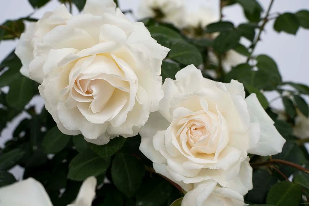 Cloud 10 - Star Roses and Plants