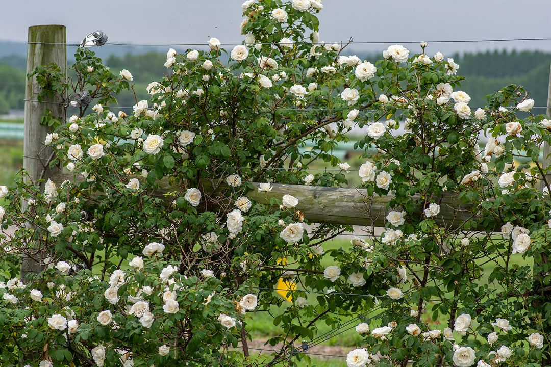 Cloud 10 - Star Roses and Plants