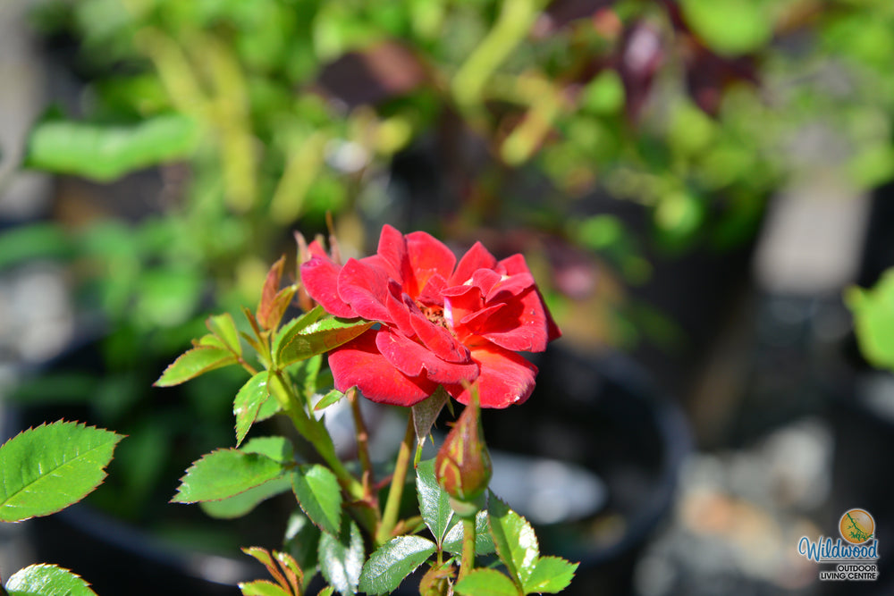 Coffee Bean - Weeks Rose